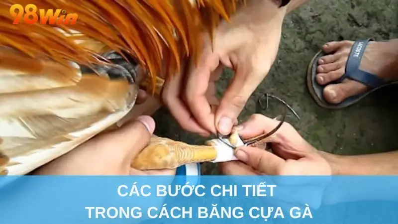 Các bước chi tiết trong cách băng cựa gà