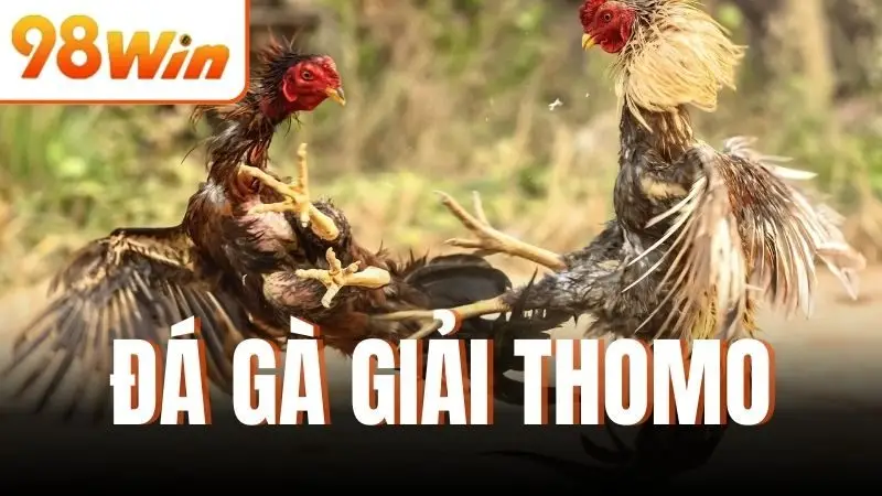 Đá Gà Giải Thomo
