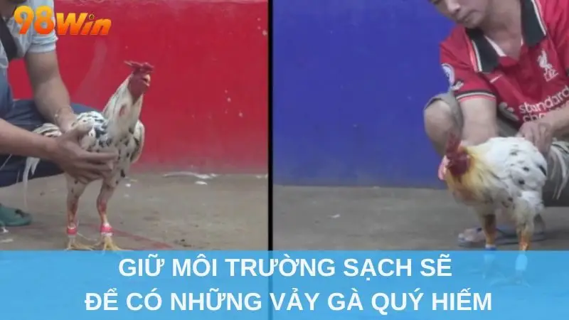 Giữ môi trường sạch sẽ để có những vảy gà quý hiếm