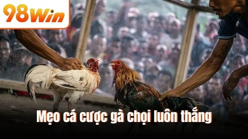 Mẹo cá cược gà chọi luôn thắng