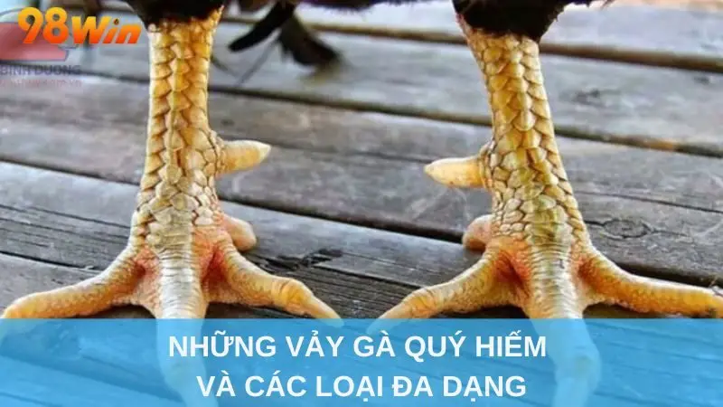 Những vảy gà quý hiếm và các loại đa dạng