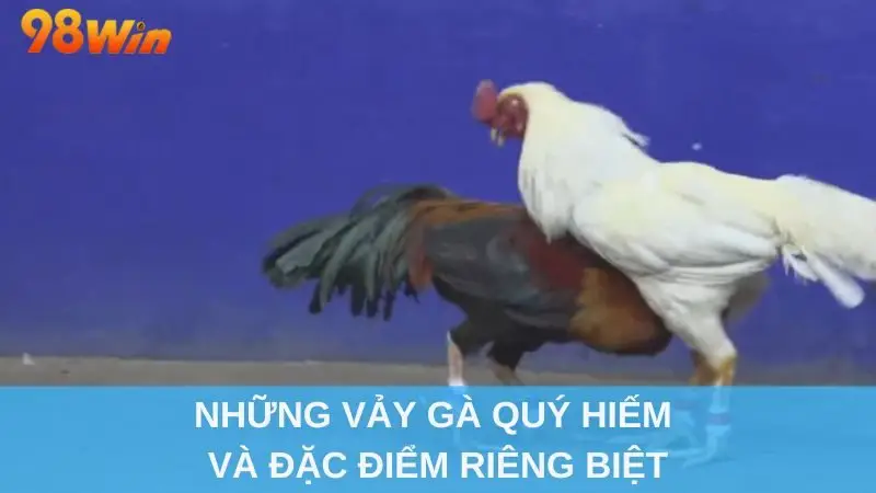 Những vảy gà quý hiếm và đặc điểm riêng biệt