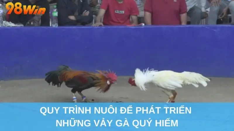 Quy trình nuôi để phát triển những vảy gà quý hiếm