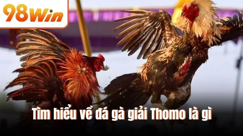 Tìm hiểu về đá gà giải Thomo là gì