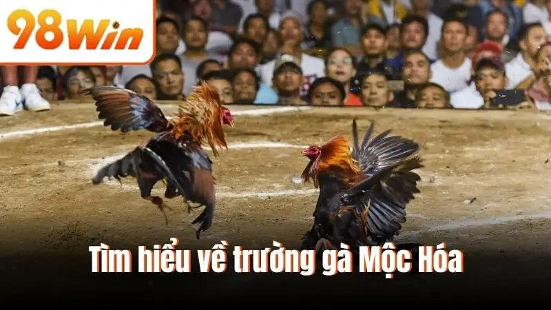 Tìm hiểu về trường gà Mộc Hóa